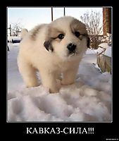 КАВКАЗ-СИЛА!!! 