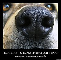 ЕСЛИ ДОЛГО ВСМАТРИВАТЬСЯ В НОС нос начнет всматриваться в тебя