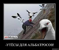 -УТЁСЫ ДЛЯ АЛЬБАТРОСОВ! 