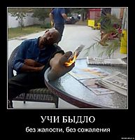 УЧИ БЫДЛО без жалости, без сожаления