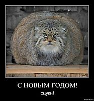 С НОВЫМ ГОДОМ! сцуки!
