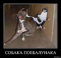 СОБАКА ПОЕБАЛУНАКА 