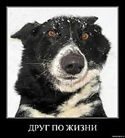 ДРУГ ПО ЖИЗНИ 