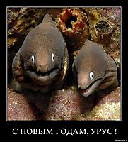 С НОВЫМ ГОДАМ, УРУС ! 