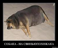 СОБАКА - НА СВИНЬЮПОХОЖАКА 