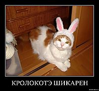 КРОЛОКОТЭ ШИКАРЕН 
