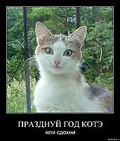 ПРАЗДНУЙ ГОД КОТЭ или сдохни