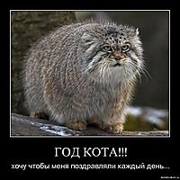 ГОД КОТА!!! хочу чтобы меня поздравляли каждый день...