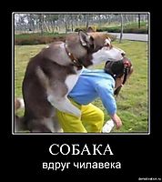 СОБАКА вдруг чилавека