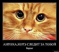 АНТОХА,КОТЭ СЛЕДИТ ЗА ТОБОЙ барсиг