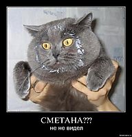 СМЕТАНА??? не не видел