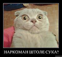 НАРКОМАН ШТОЛЕ СУКА? 