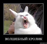 ВОЛШЕБНЫЙ КРОЛИК 