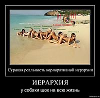 ИЕРАРХИЯ у собаки шок на всю жизнь
