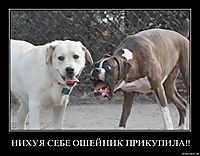 НИХУЯ СЕБЕ ОШЕЙНИК ПРИКУПИЛА!! 