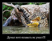 Думал котэ плавать не умеет?!! 