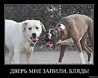 ДВЕРЬ МНЕ ЗАПИЛИ, БЛЯДЬ! 