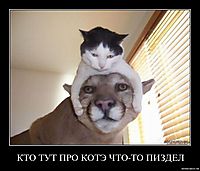 КТО ТУТ ПРО КОТЭ ЧТО-ТО ПИЗДЕЛ 