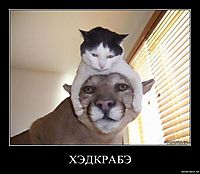ХЭДКРАБЭ 