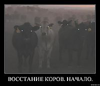 ВОССТАНИЕ КОРОВ. НАЧАЛО. 