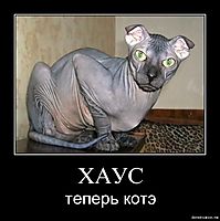 ХАУС теперь котэ
