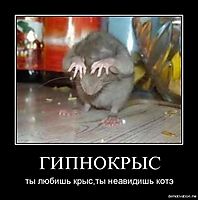 ГИПНОКРЫС ты любишь крыс,ты неавидишь котэ