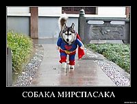СОБАКА МИРСПАСАКА 