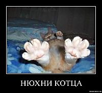 НЮХНИ КОТЦА 