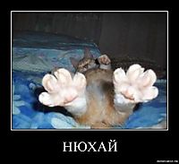 НЮХАЙ 