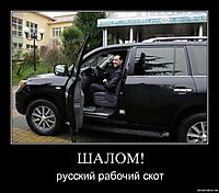 ШАЛОМ! русский рабочий скот