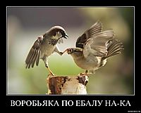 ВОРОБЬЯКА ПО ЕБАЛУ НА-КА 