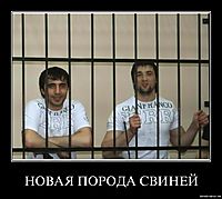 НОВАЯ ПОРОДА СВИНЕЙ 