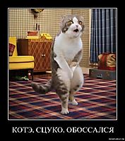 КОТЭ, СЦУКО, ОБОССАЛСЯ 