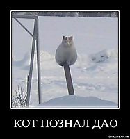 КОТ ПОЗНАЛ ДАО 