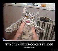 ЧТО СЛУЧИЛОСЬ СО СМЕТАНОЙ? она съедена