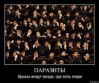 ПАРАЗИТЫ Крысы живут везде, где есть люди