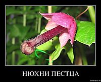НЮХНИ ПЕСТЦА 