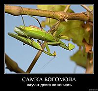 САМКА БОГОМОЛА