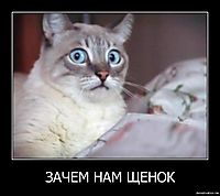 ЗАЧЕМ НАМ ЩЕНОК 
