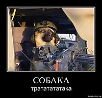СОБАКА трататататака