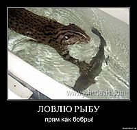ЛОВЛЮ РЫБУ прям как бобры!