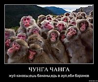 ЧУНГА ЧАНГА жуй какосы,ешь бананы,едь в аул,еби баранов