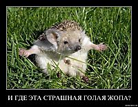 И ГДЕ ЭТА СТРАШНАЯ ГОЛАЯ ЖОПА? 