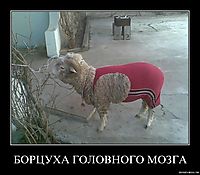 БОРЦУХА ГОЛОВНОГО МОЗГА 