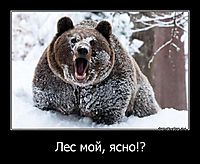 Лес мой, ясно!? 