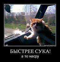 БЫСТРЕЕ СУКА! а то насру