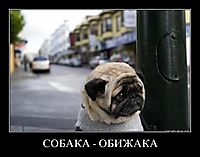 СОБАКА - ОБИЖАКА 