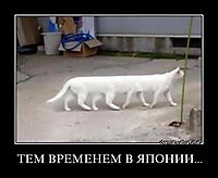 ТЕМ ВРЕМЕНЕМ В ЯПОНИИ... 