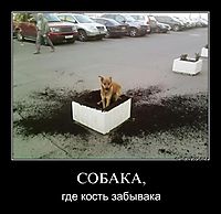 СОБАКА, где кость забывака