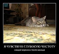 Я ЧУВСТВУЮ ГЛУБОКУЮ ЧИСТОТУ каждой ворсинки после ваниша